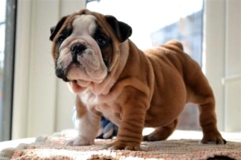 怎么训练斗牛大小便呢？